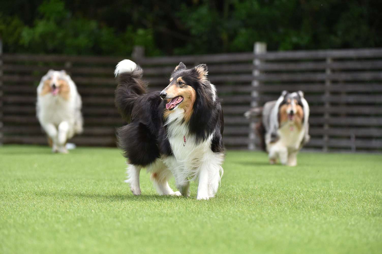 ドッグランを走る大型犬