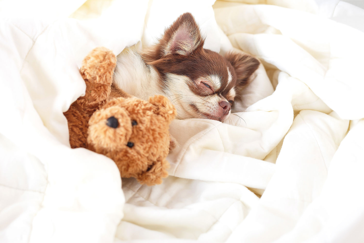眠る犬