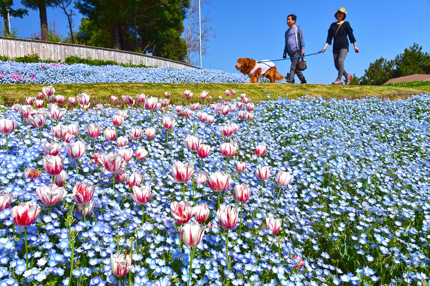 淡路島国営明石海峡公園