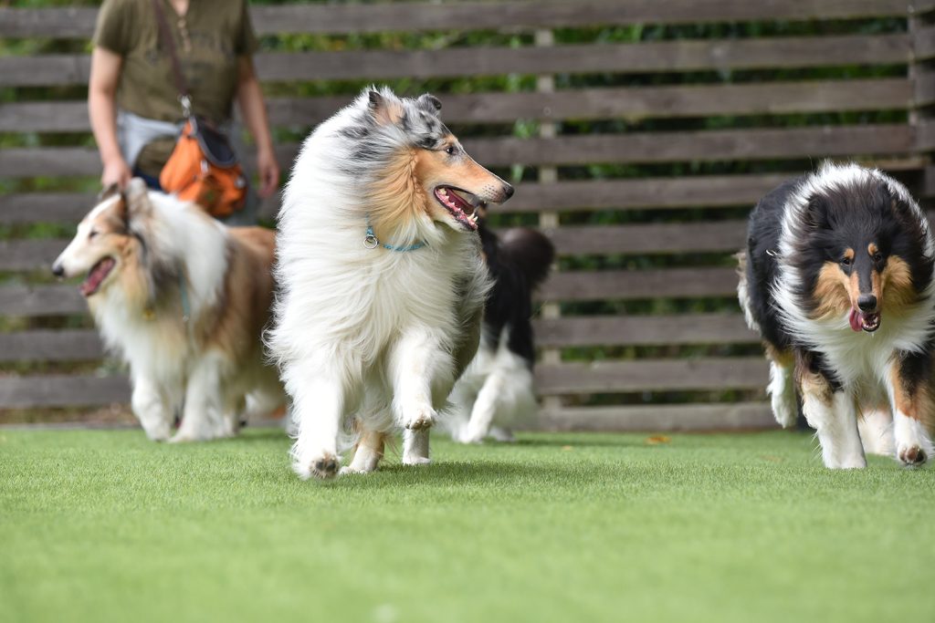 ドッグランで走り回る大型犬たち