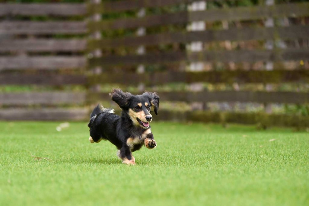 ドッグランで走り回る小型犬